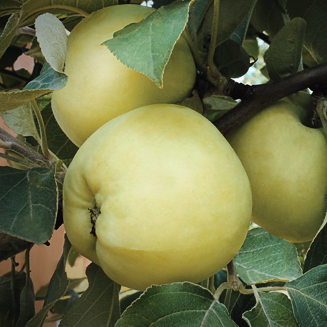 Pristine Apple Tree - Image 2