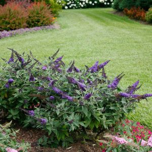 Proven Winners® Pugster Blue® Butterfly Bush