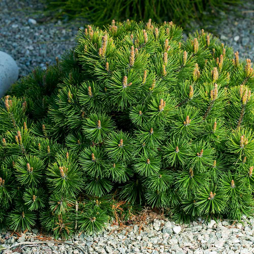 Dwarf Mugo Pine Shrub - Image 4