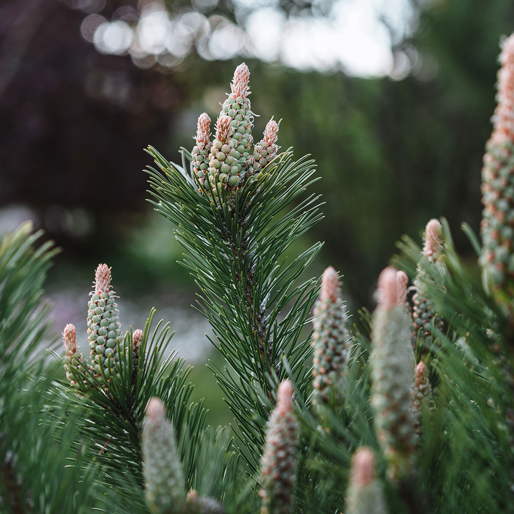 Dwarf Mugo Pine Shrub - Image 2