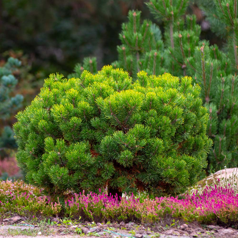 Dwarf Mugo Pine Shrub - Image 3