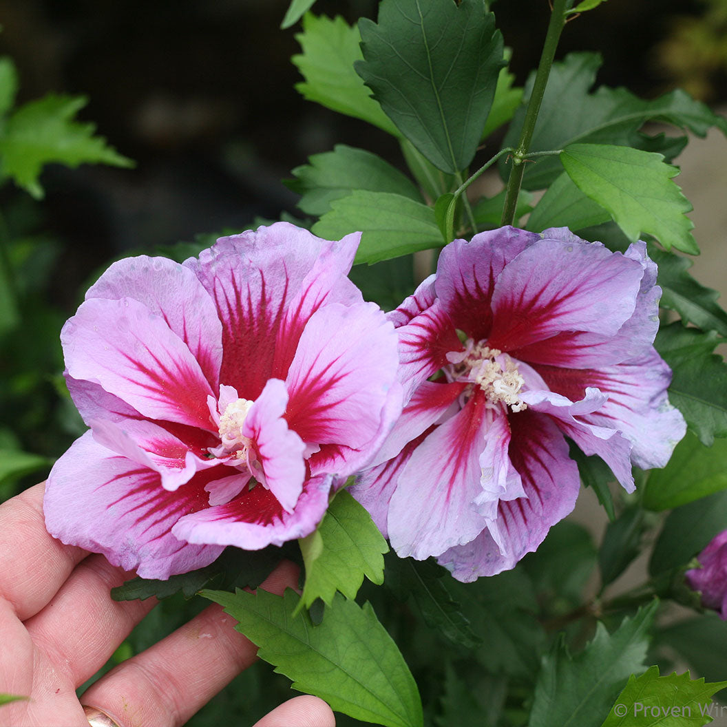 Proven Winners® Purple Pillar® Rose of Sharon Althea - Image 4