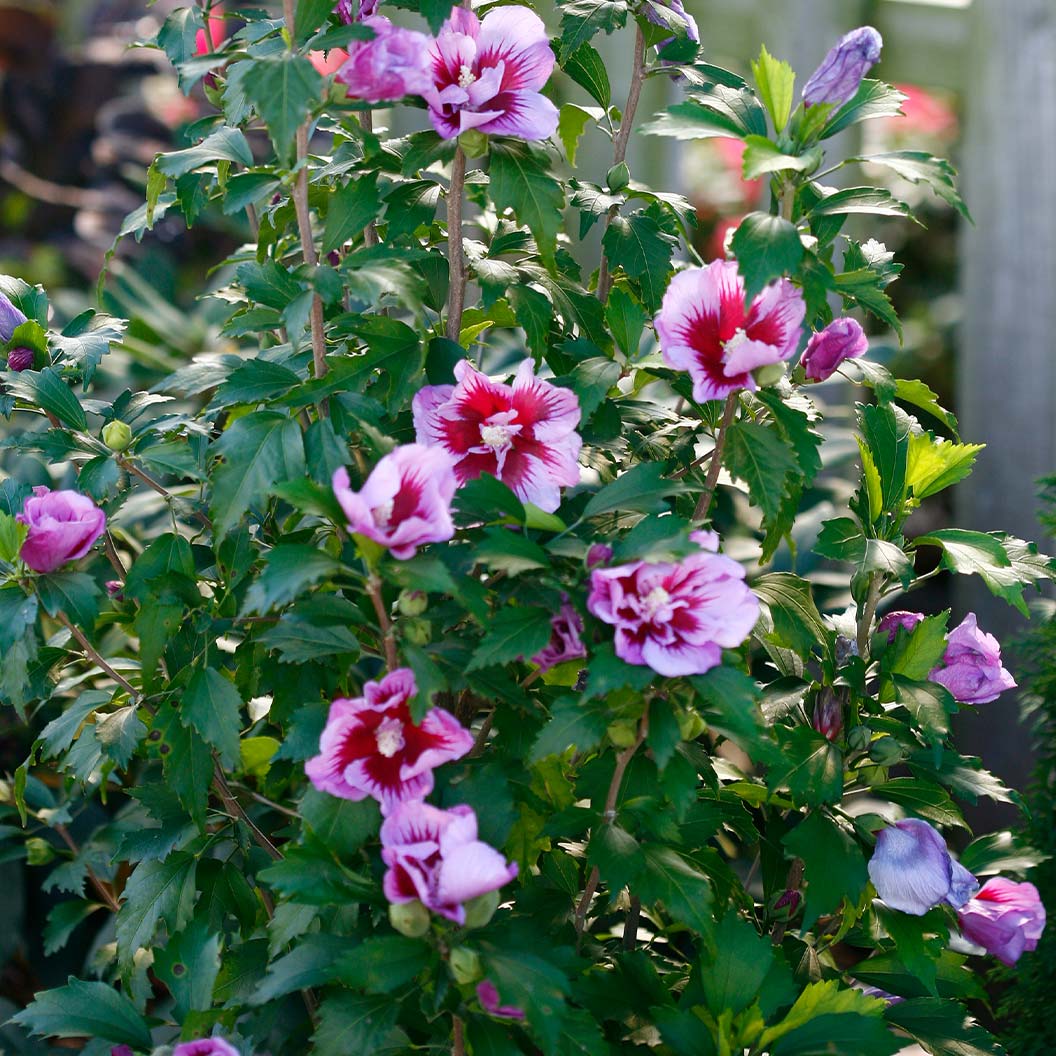 Proven Winners® Purple Pillar® Rose of Sharon Althea - Image 5