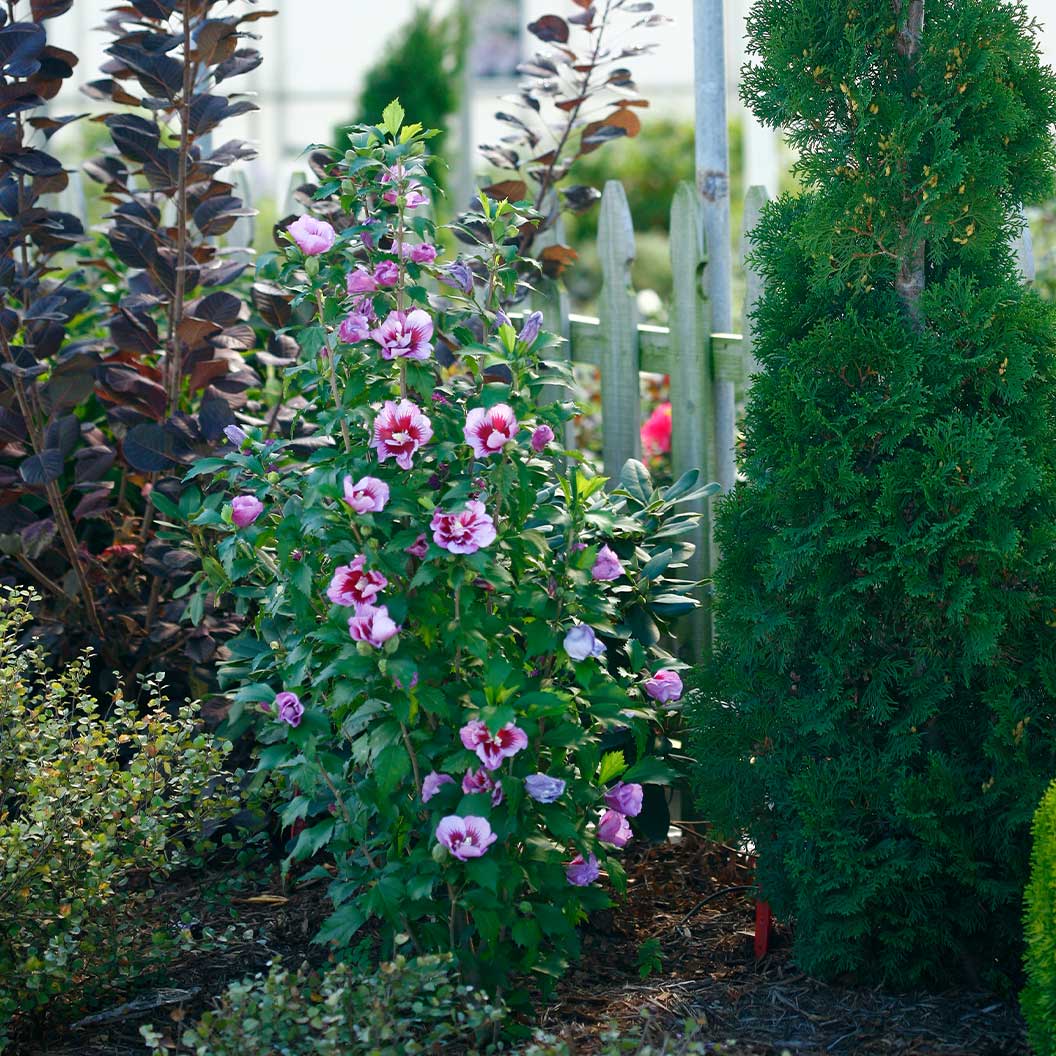 Proven Winners® Purple Pillar® Rose of Sharon Althea - Image 2