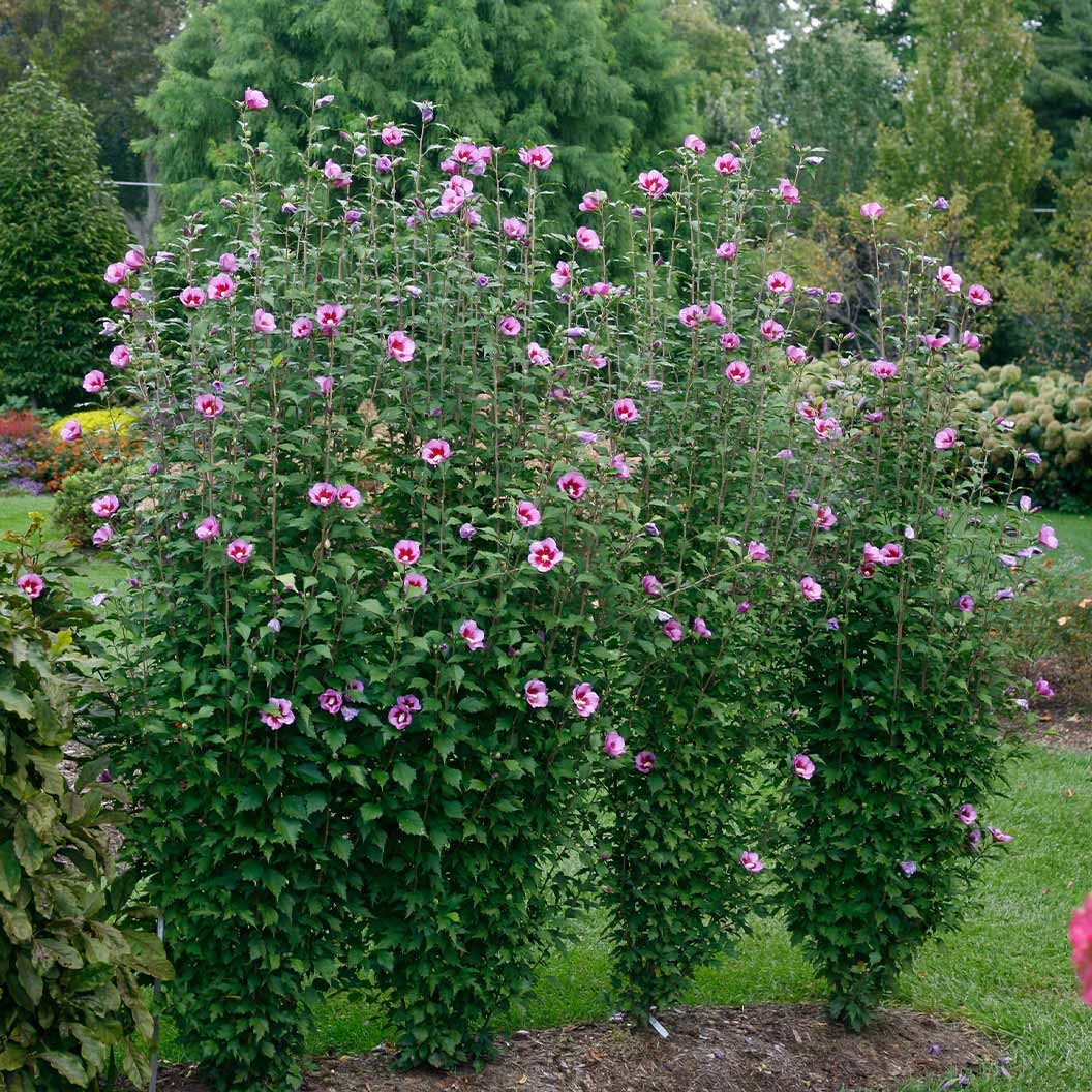 Proven Winners® Purple Pillar® Rose of Sharon Althea