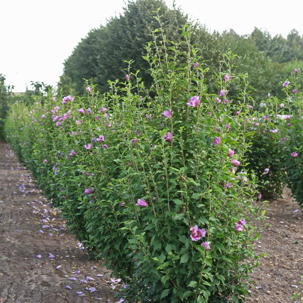 Proven Winners® Purple Pillar® Rose of Sharon Althea - Image 3