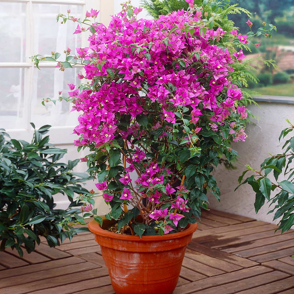New River Purple Bougainvillea Vine - Image 2