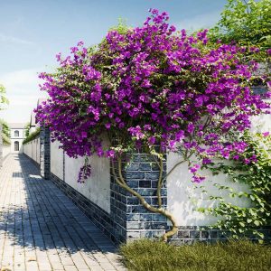 New River Purple Bougainvillea Tree