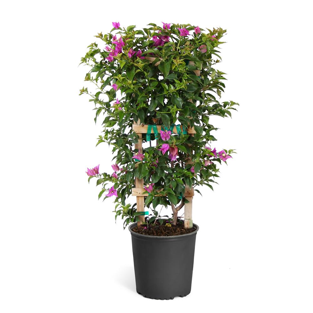 New River Purple Bougainvillea Vine - Image 3