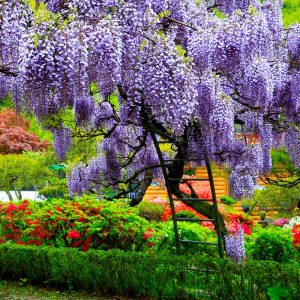 Wisteria Tree