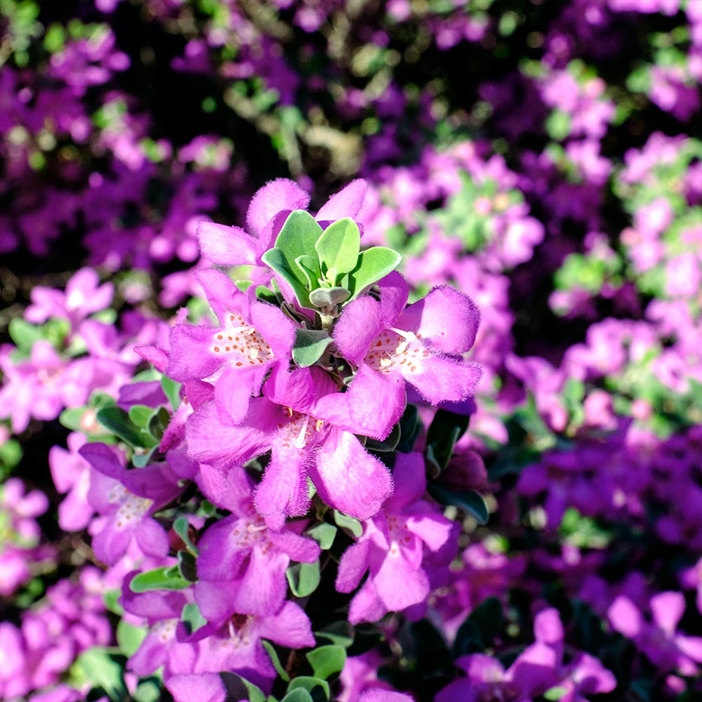Purple Rain Texas Sage Plant - Image 2