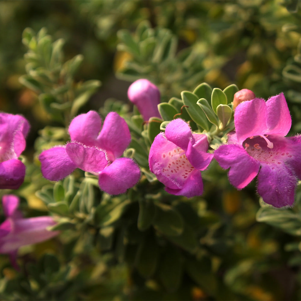 Purple Rain Texas Sage Plant - Image 3