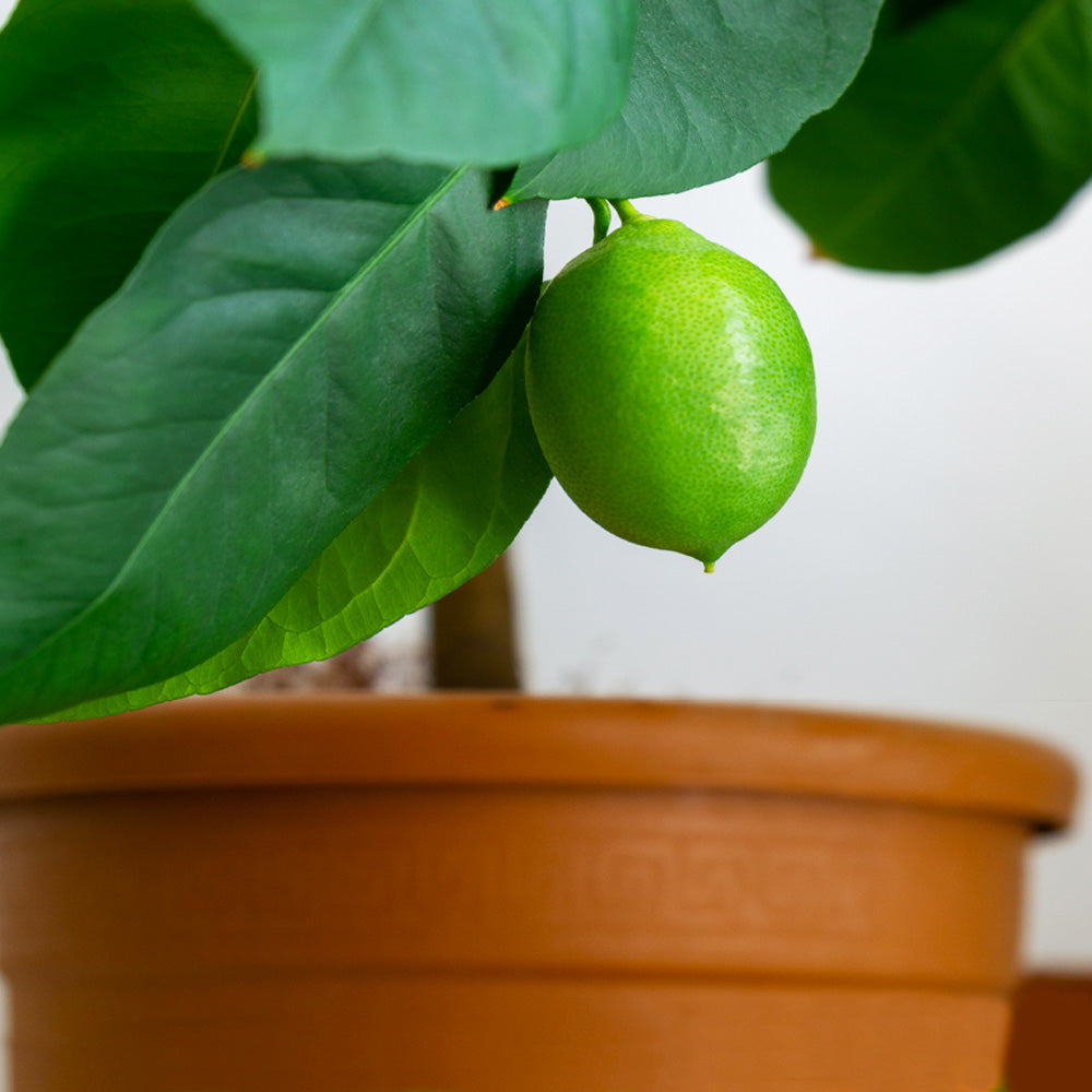 Persian 'Bearss' Lime Bush - Image 2