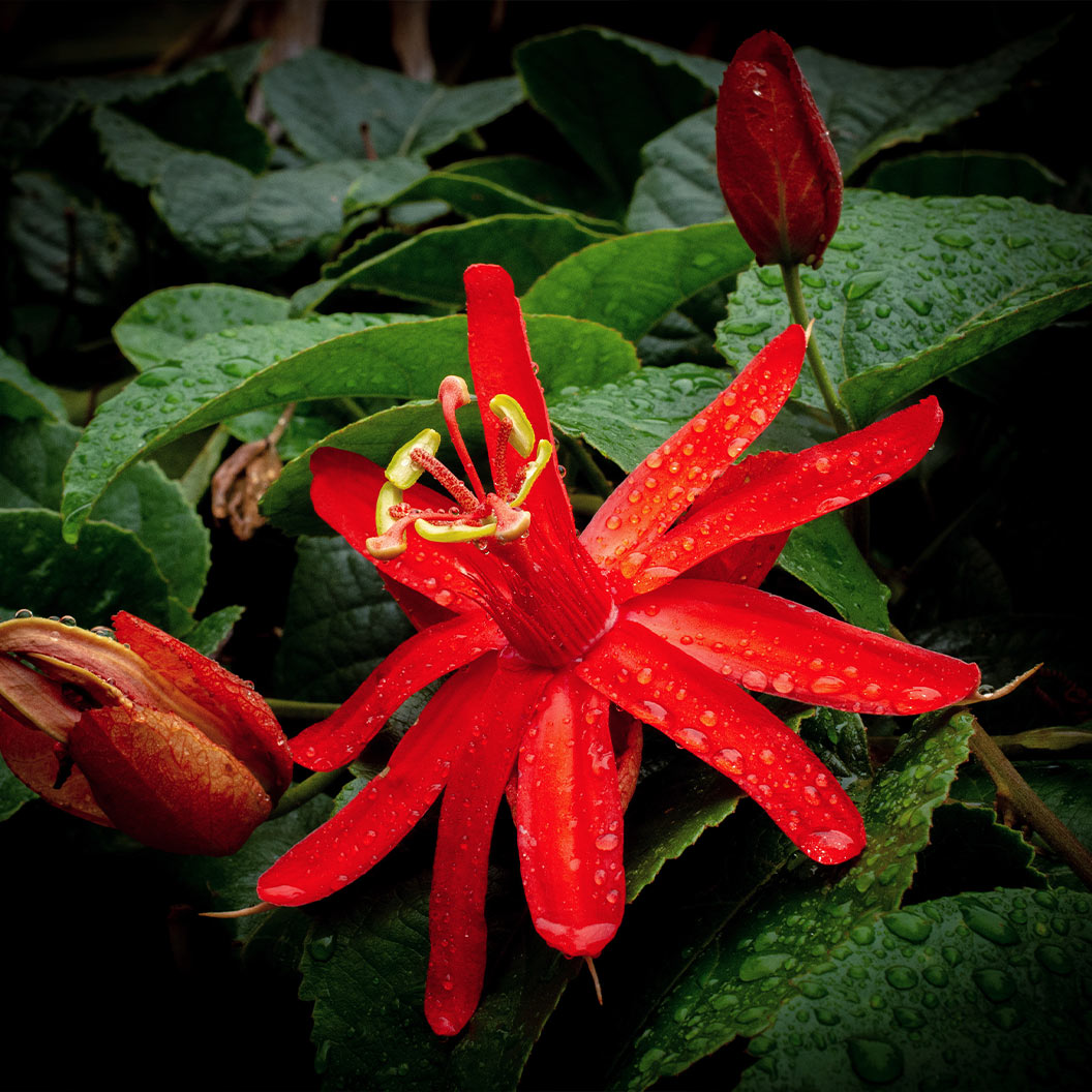 Red Passion Flower - Image 2