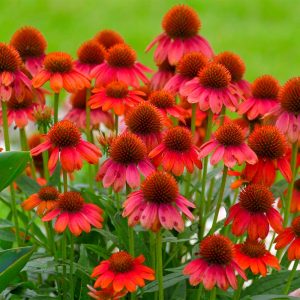 Better Versions® Sombrero® Salsa Red Coneflower Plant