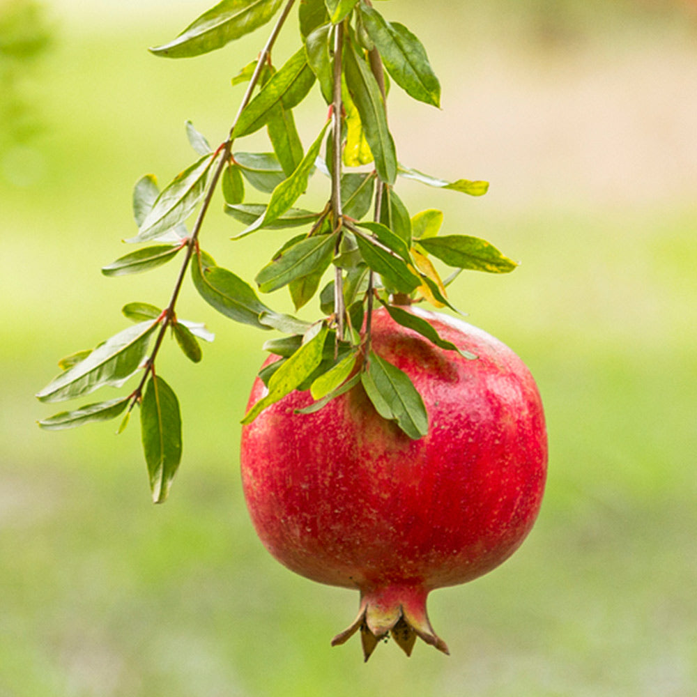 Cold Hardy Red Pomegranate Tree - USDA Organic - Image 5