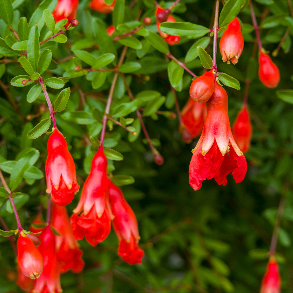 Cold Hardy Red Pomegranate Tree - USDA Organic - Image 4