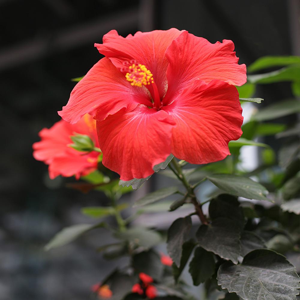 Red Tropical Hibiscus Tree - Image 2