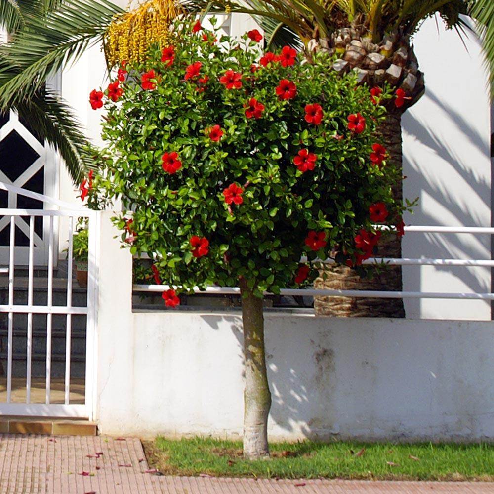 Red Tropical Hibiscus Tree - Image 3