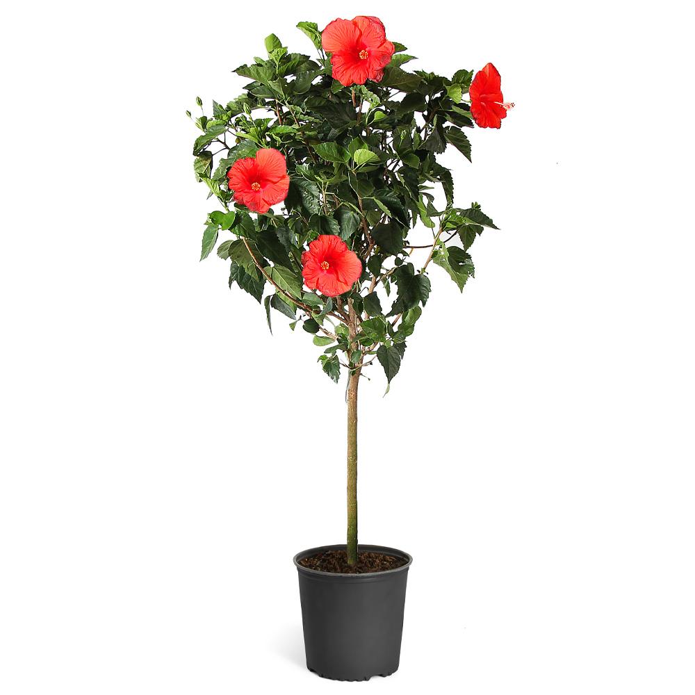 Red Tropical Hibiscus Tree - Image 5
