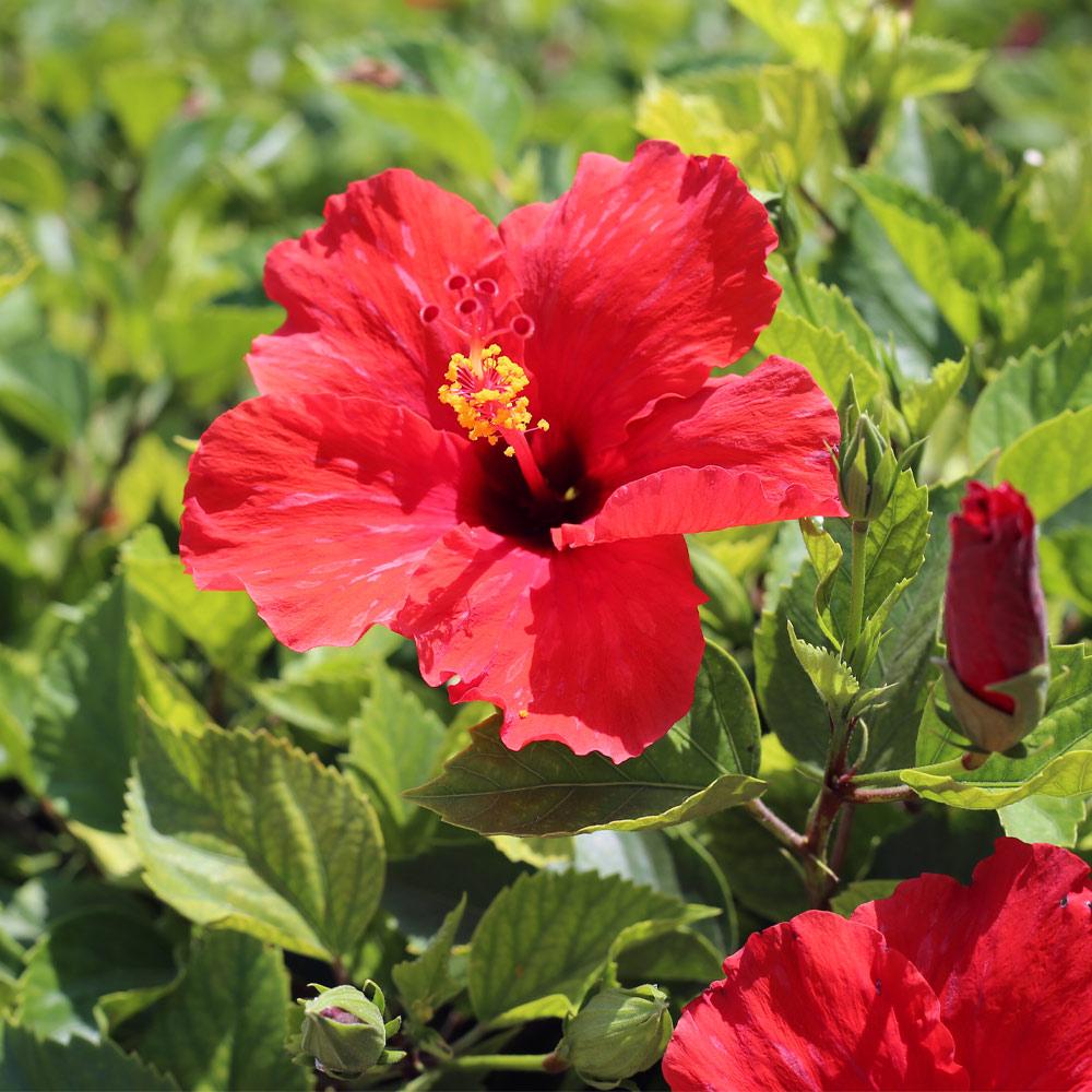 Red Tropical Hibiscus Tree - Image 4