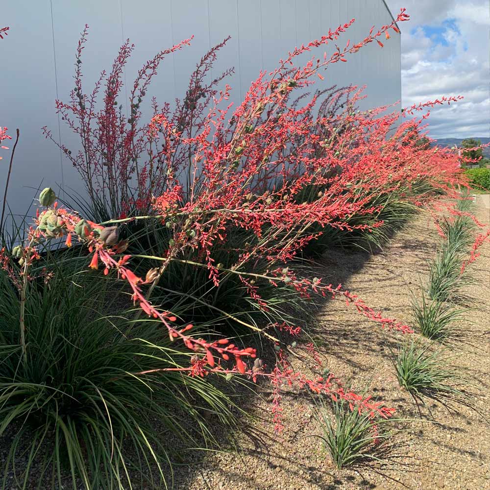 Red Yucca Plant - Image 2