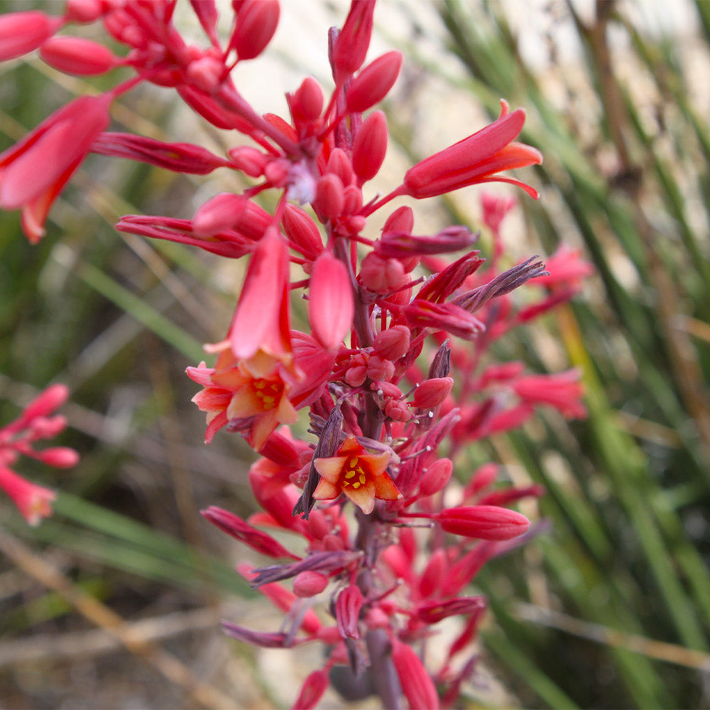 Red Yucca Plant - Image 3