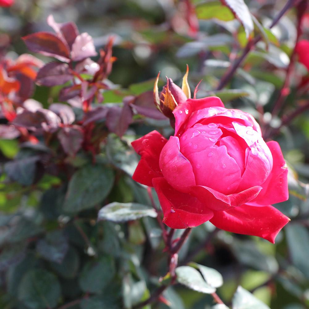 Double Knock Out® Rose Shrub - Image 4