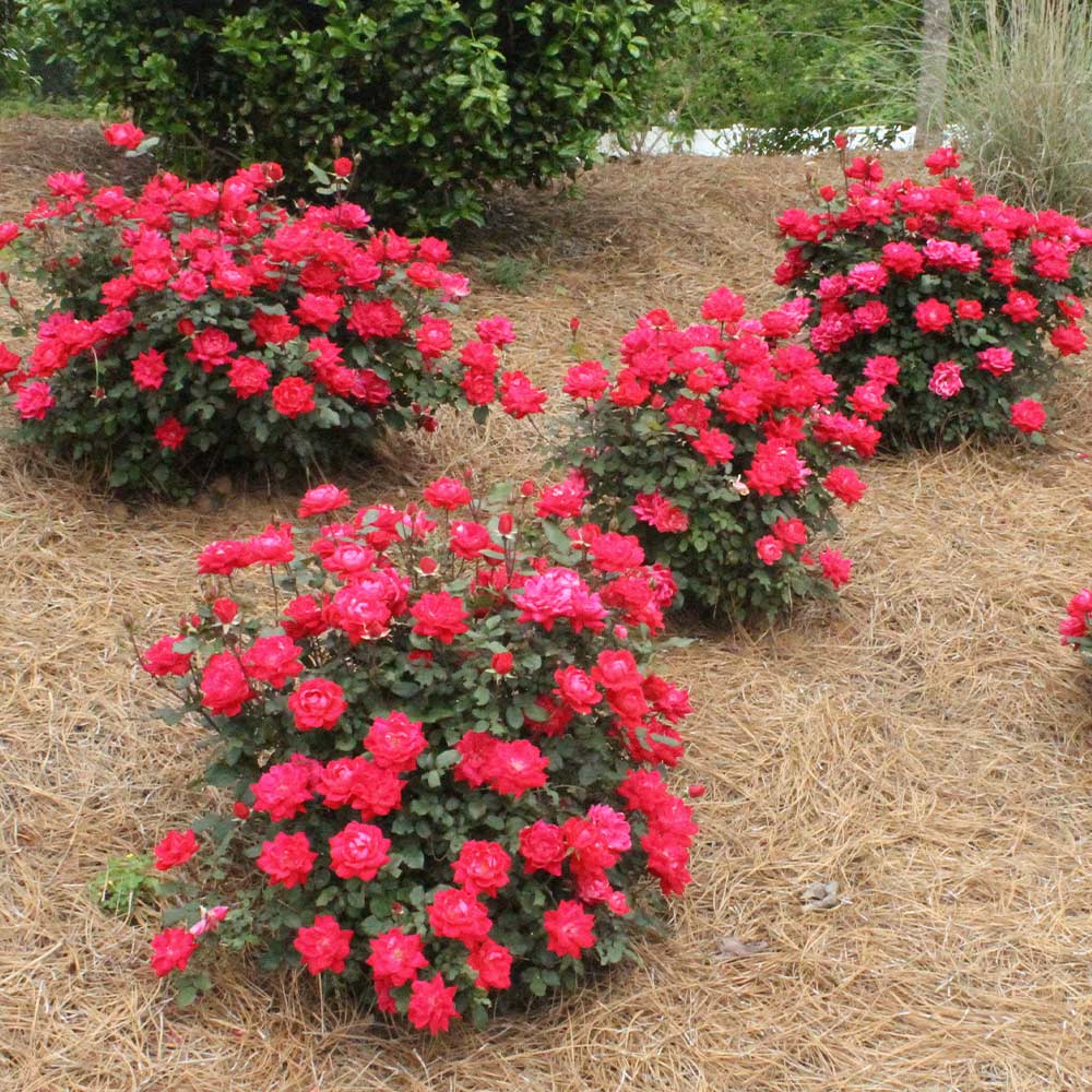 Double Knock Out® Rose Shrub - Image 5
