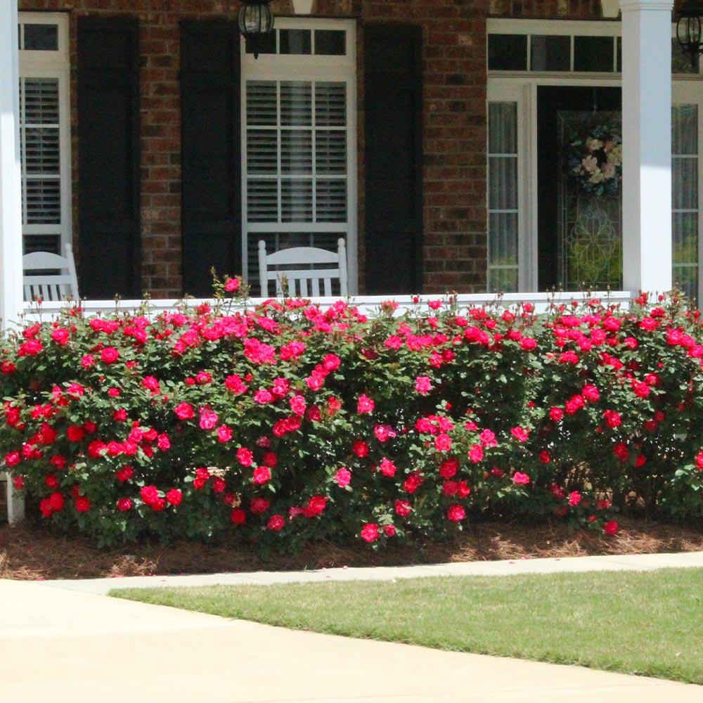 Double Knock Out® Rose Shrub - Image 2