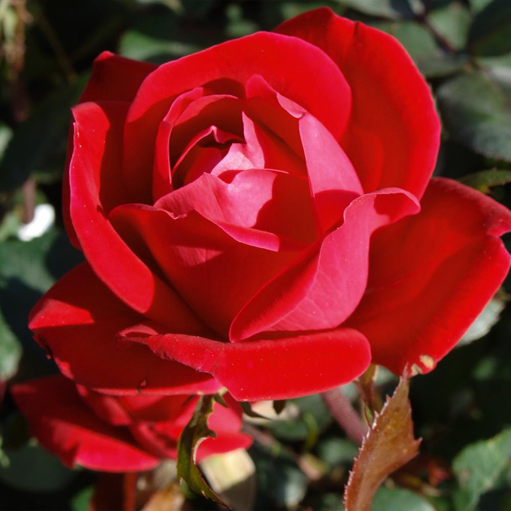 Double Knock Out® Rose Shrub - Image 3