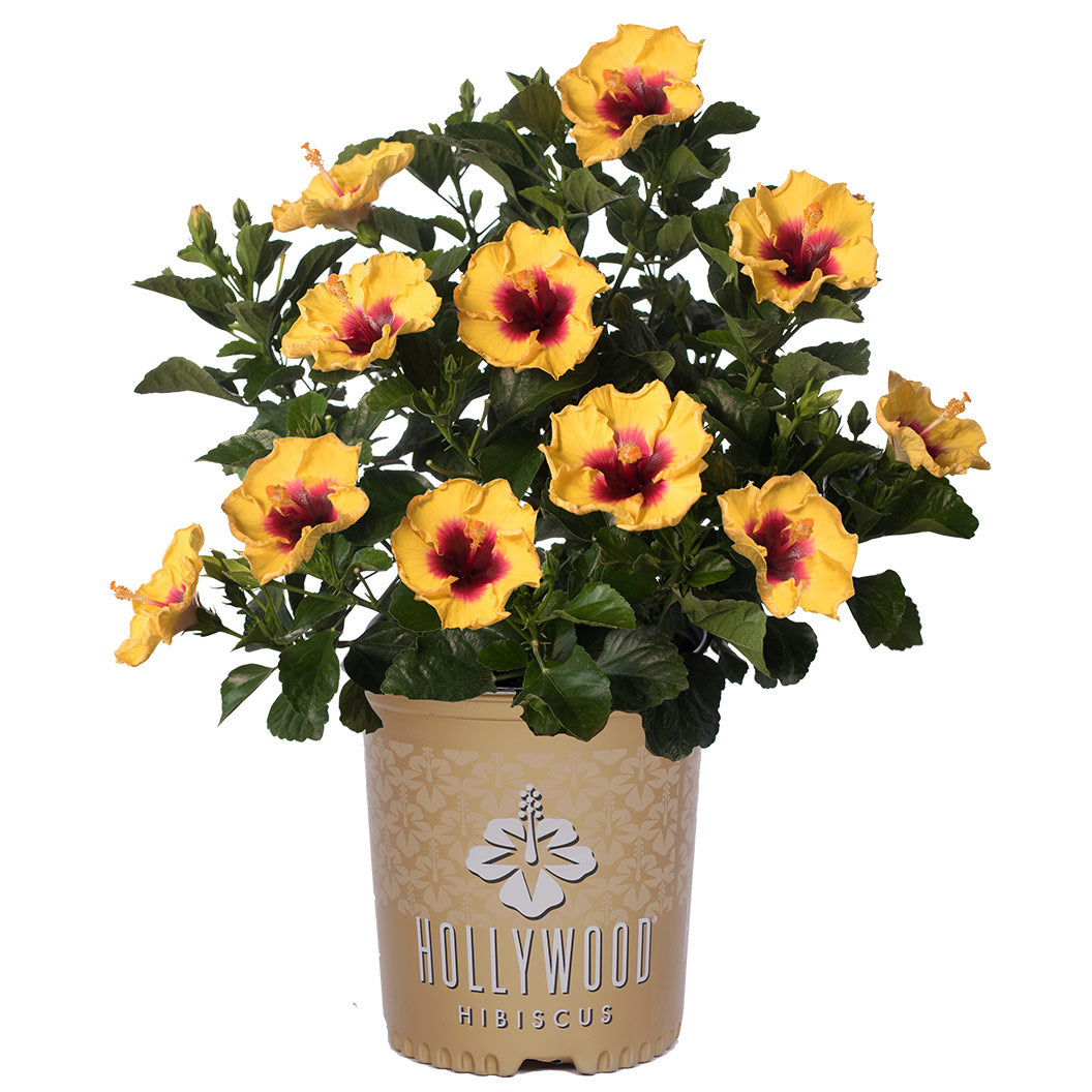 Rico Suave™ Hollywood® Hibiscus - Image 3