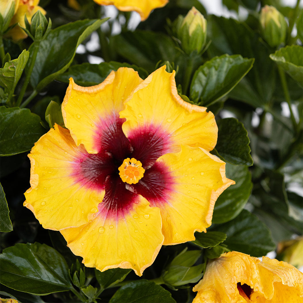 Rico Suave™ Hollywood® Hibiscus - Image 5