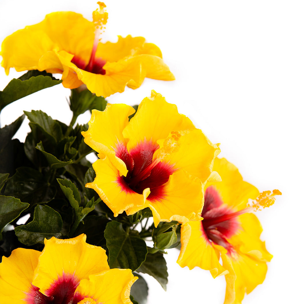 Rico Suave™ Hollywood® Hibiscus - Image 4