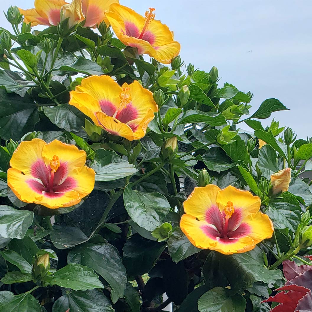 Rico Suave™ Hollywood® Hibiscus - Image 2