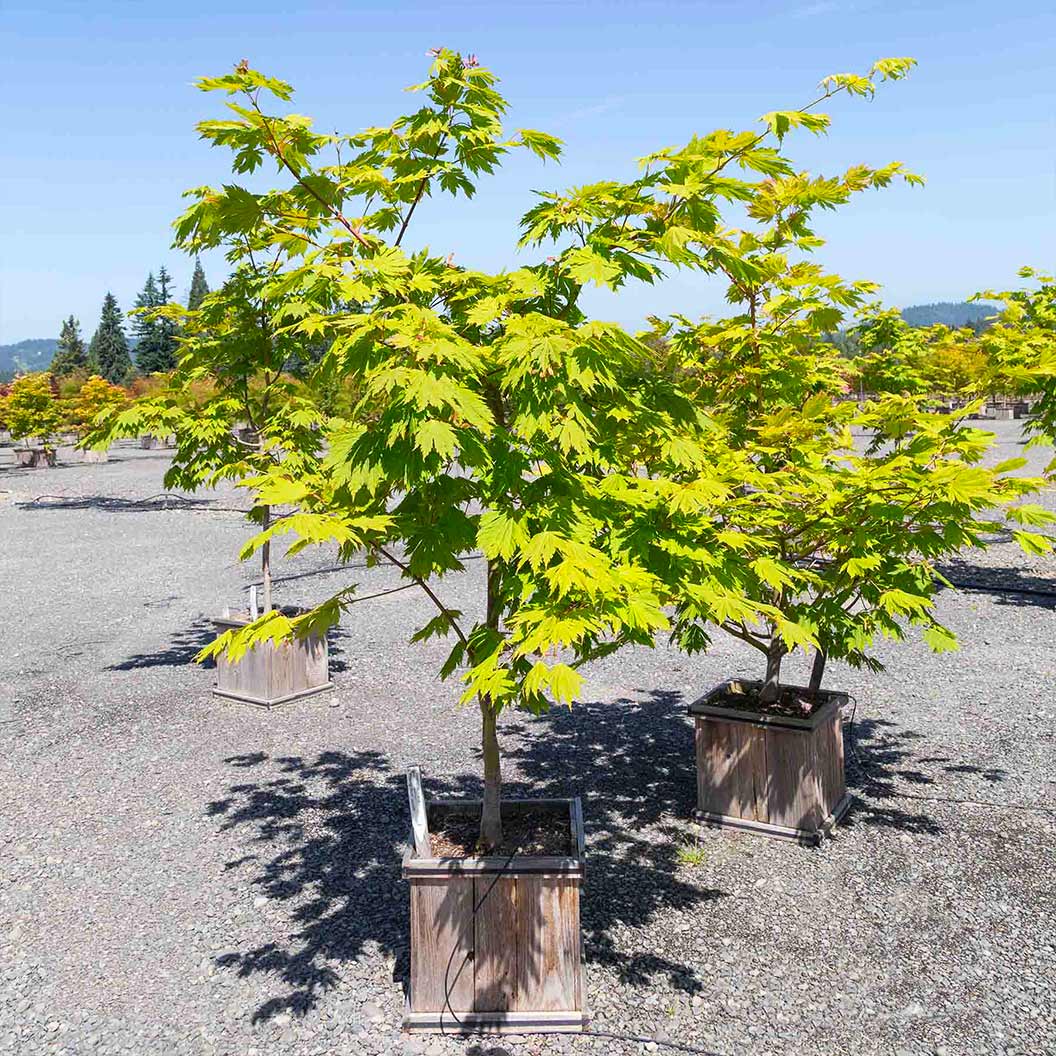 Rising Sun Full Moon Maple Tree - Image 2