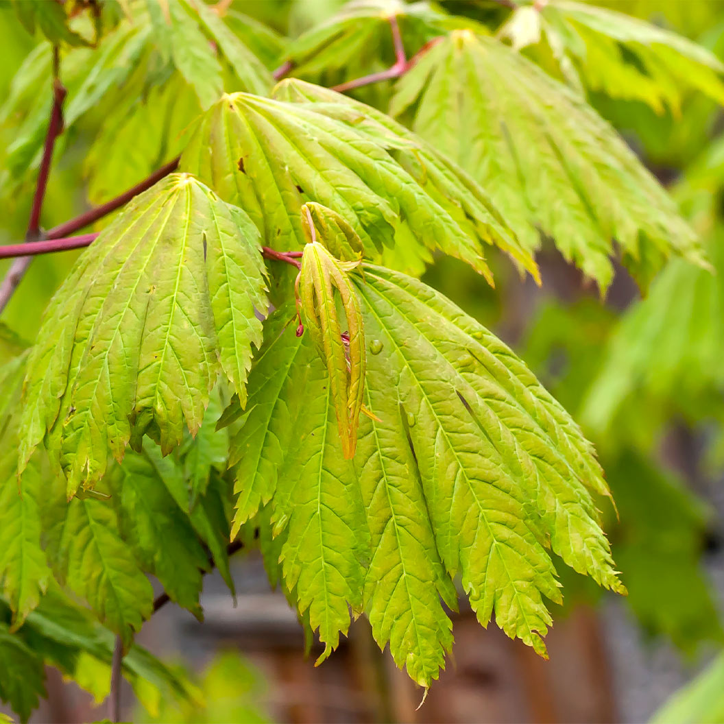 Rising Sun Full Moon Maple Tree - Image 3