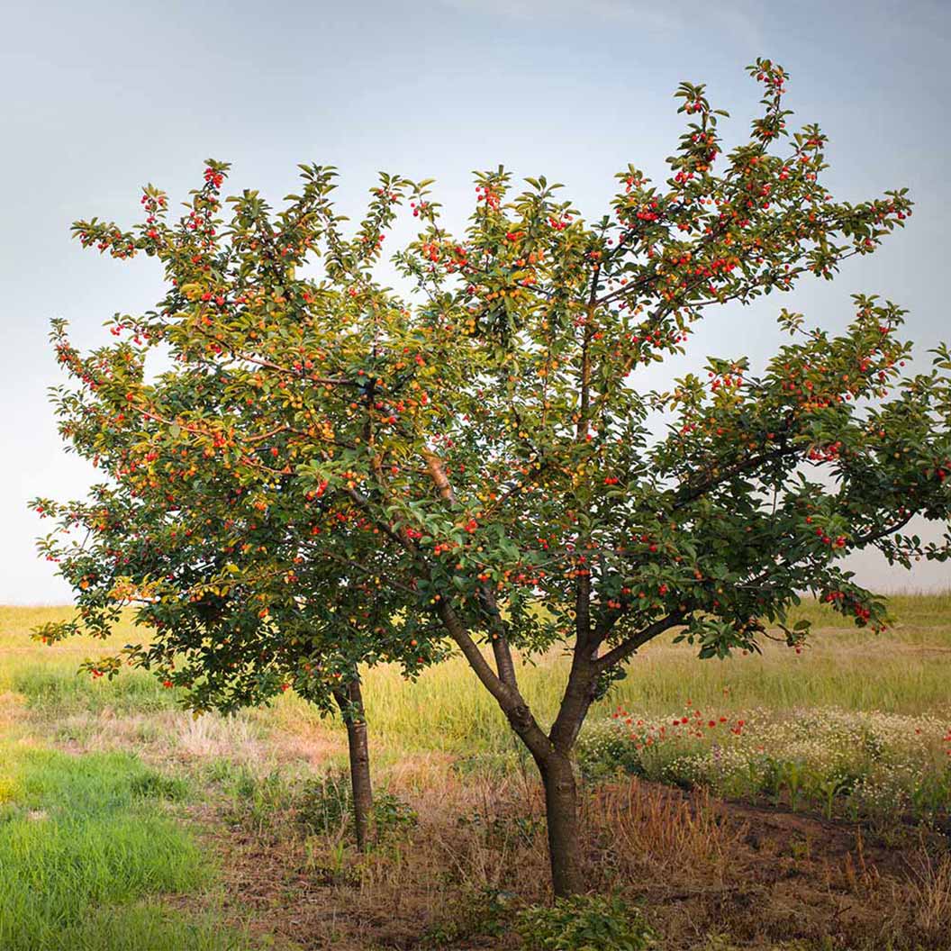 Romeo and Juliet™ Dwarf Cherry Bush - Image 2