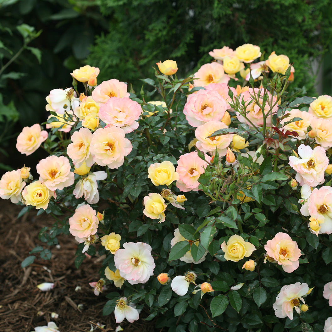 Proven Winners® Oso Easy Italian Ice® Rose Shrub - Image 5
