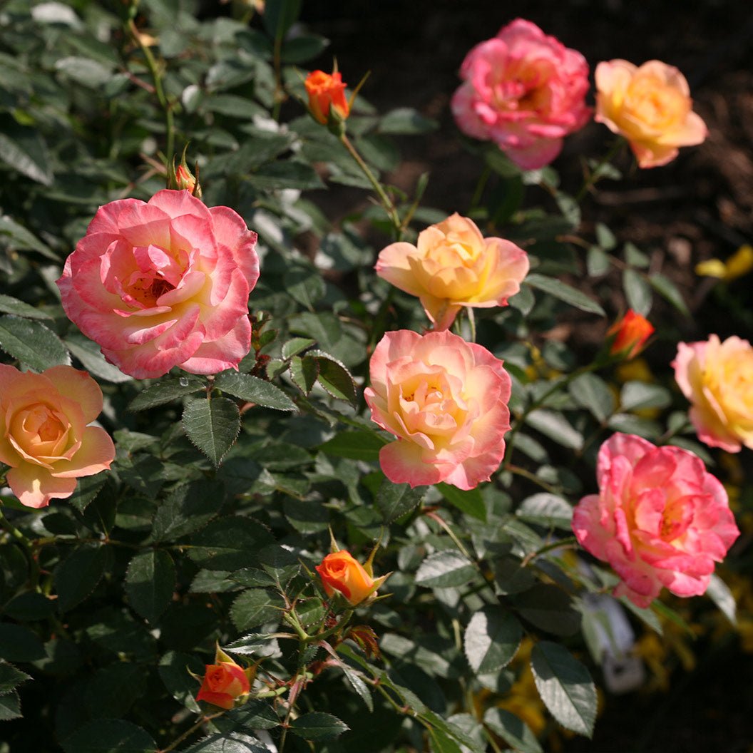 Proven Winners® Oso Easy Italian Ice® Rose Shrub - Image 6