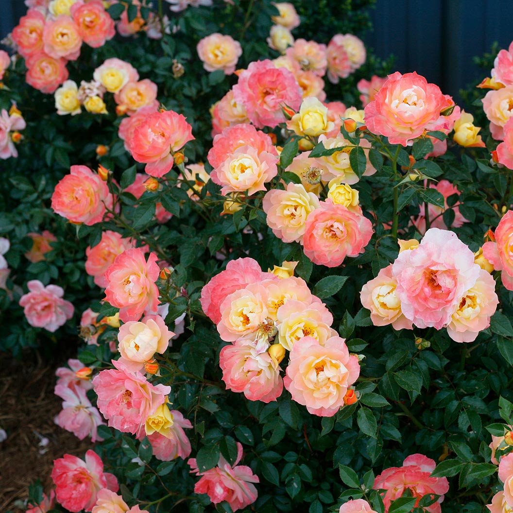Proven Winners® Oso Easy Italian Ice® Rose Shrub - Image 2