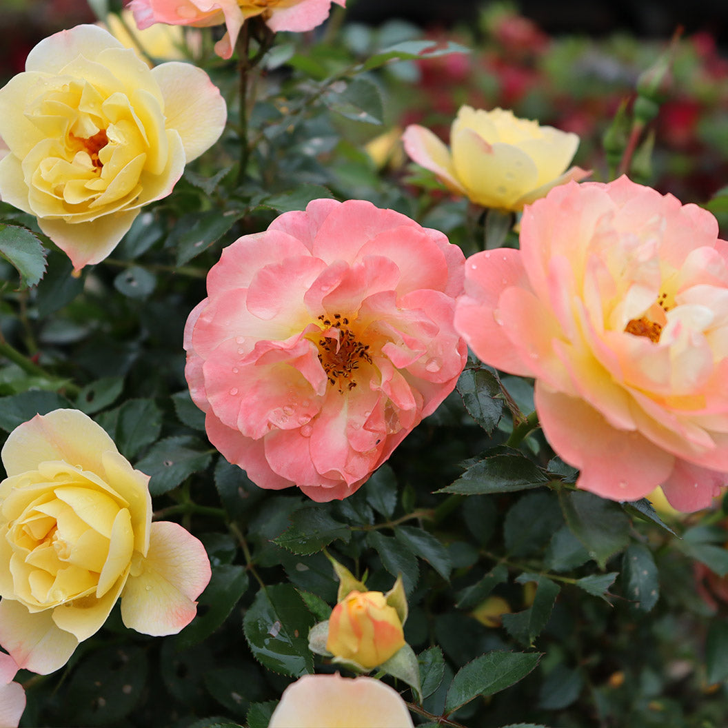 Proven Winners® Oso Easy Italian Ice® Rose Shrub - Image 3