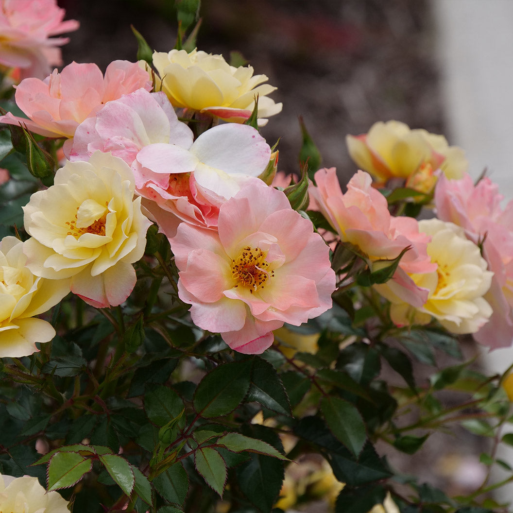 Proven Winners® Oso Easy Italian Ice® Rose Shrub - Image 4