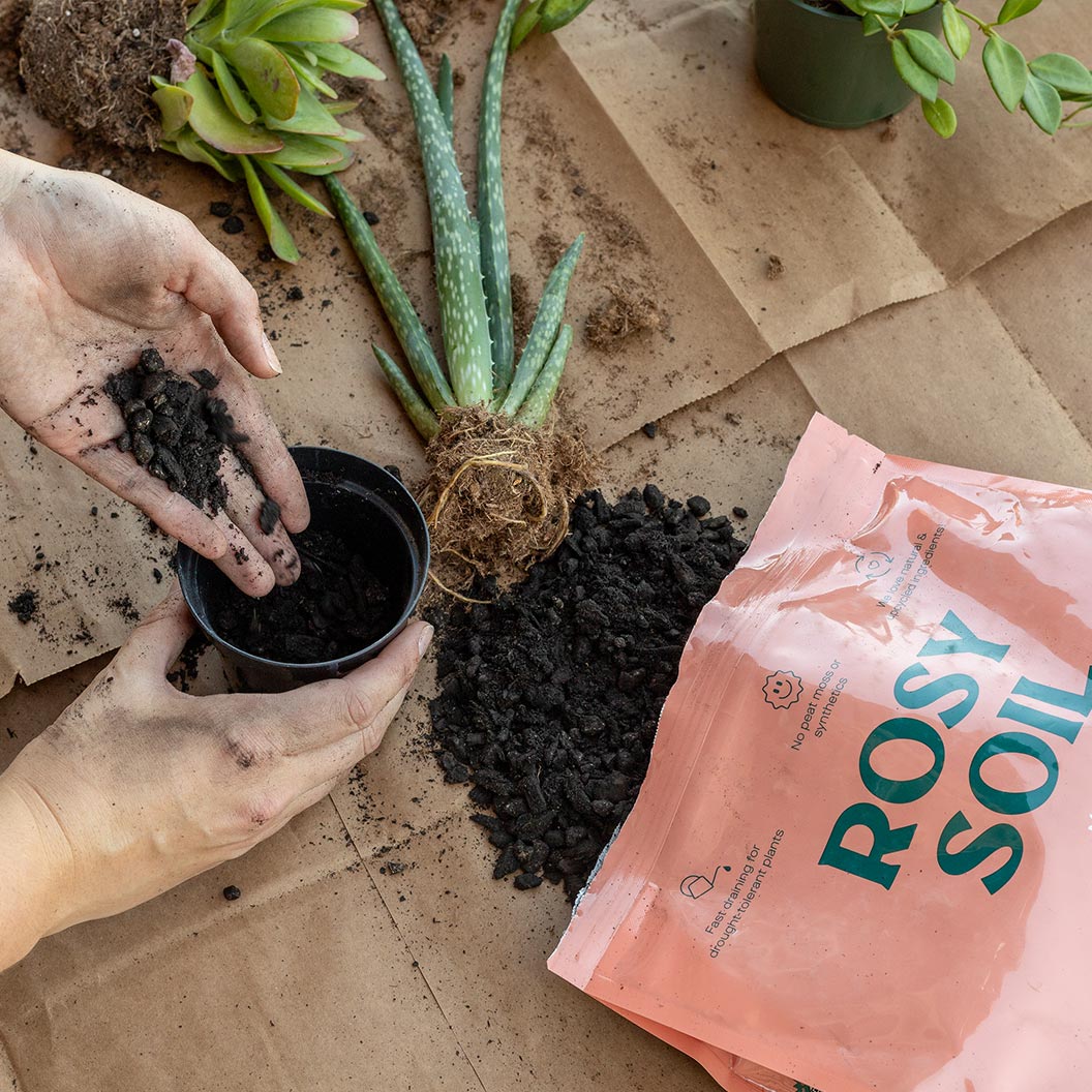 Rosy Soil Cactus and Succulent Mix - Image 2