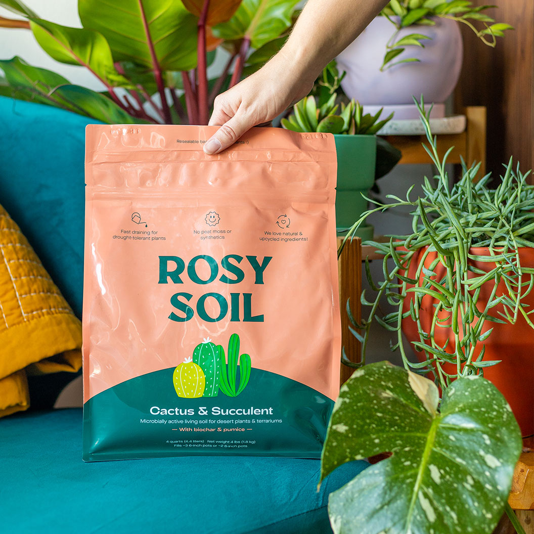 Rosy Soil Cactus and Succulent Mix - Image 3