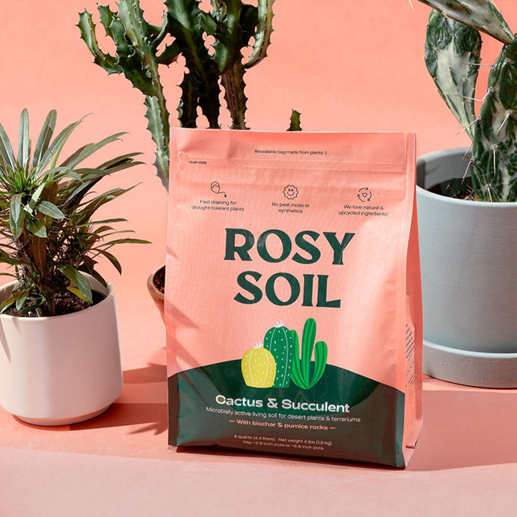 Rosy Soil Cactus and Succulent Mix - Image 6