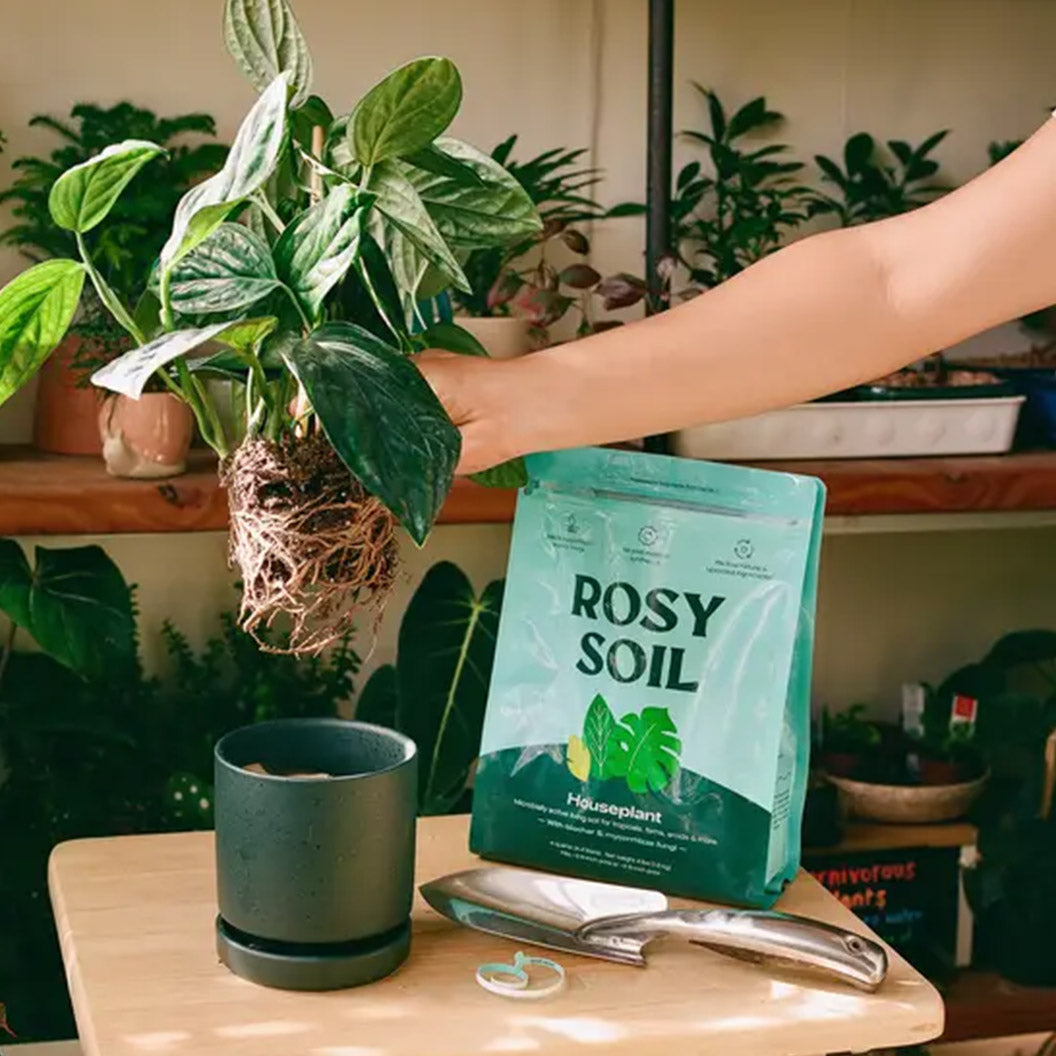 Rosy Soil Houseplant Mix - Image 4