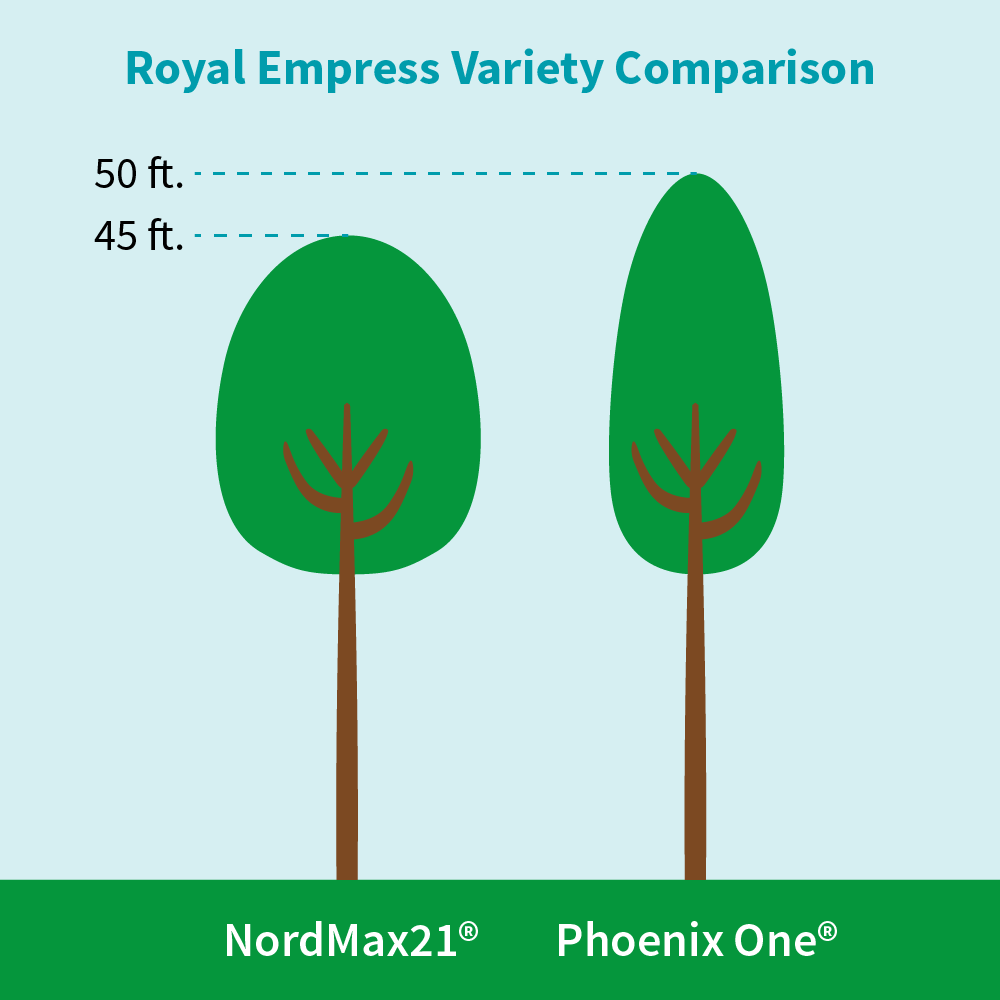 Phoenix One® Royal Empress Tree Florida - Image 5