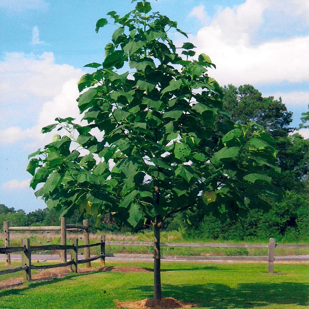Phoenix One® Royal Empress Tree Florida - Image 3