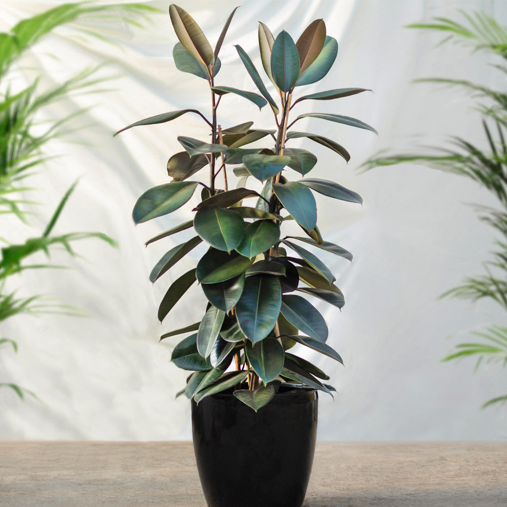 Rubber Plant (Ficus) - Image 2